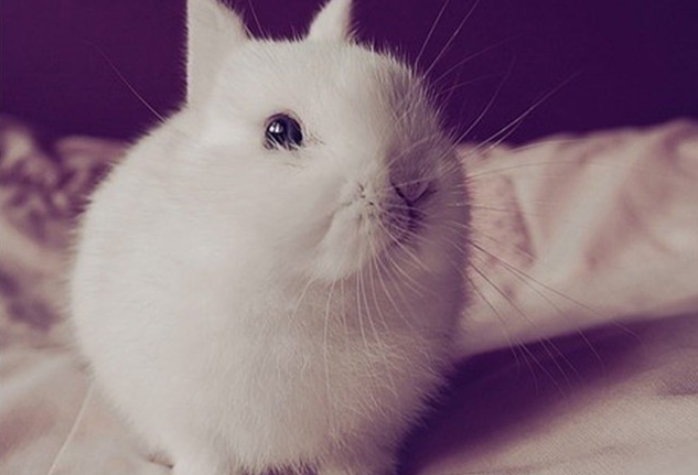 不清楚波兰兔吃什么食物？快来了解一下