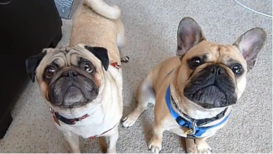 适合楼房养的温顺的狗，宠主们一定要了解~