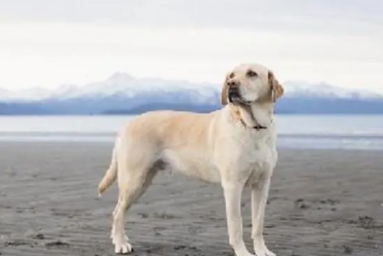 给拉布拉多狗狗吃零食有什么要注意的，你知道吗？