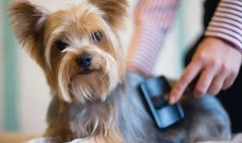 给狗狗补充微量元素，小营养，大作用！