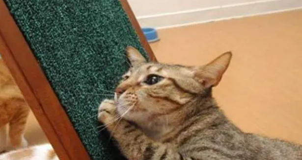 自制猫抓板，既省钱又省事