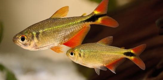 调节鱼缸水质，新手存在这些误区，养鱼高手帮你纠正