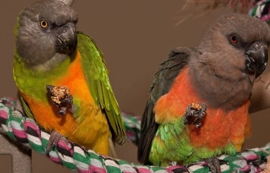 红腹鹦鹉会说话吗？来了解看看吧