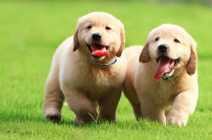 金毛幼犬吃什么有营养？看这里！