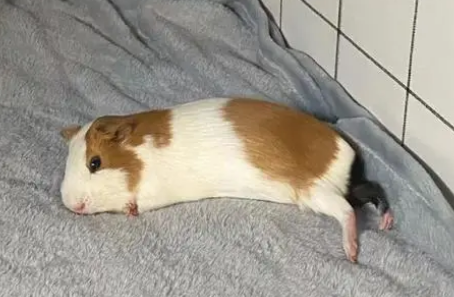 你们说,豚鼠睡觉闭眼睛吗? 你们说,豚鼠睡觉闭眼睛吗?