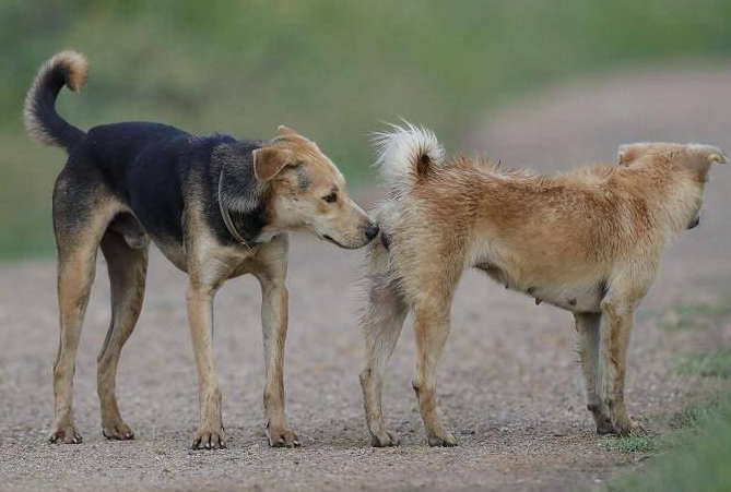 母狗发情期可以洗澡吗？本文告诉你