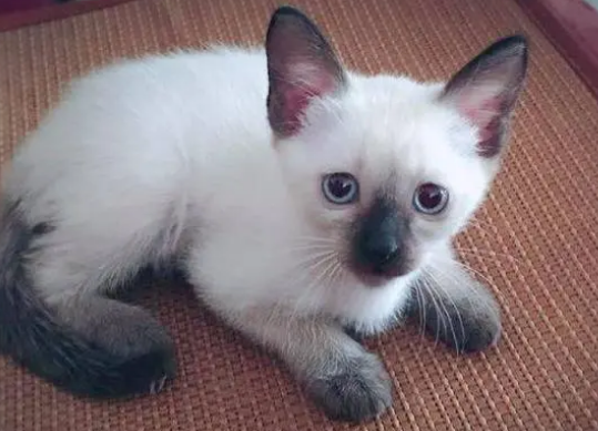 纯种暹罗猫多少钱?想养的看过来 纯种暹罗猫多少钱?想养的看过来