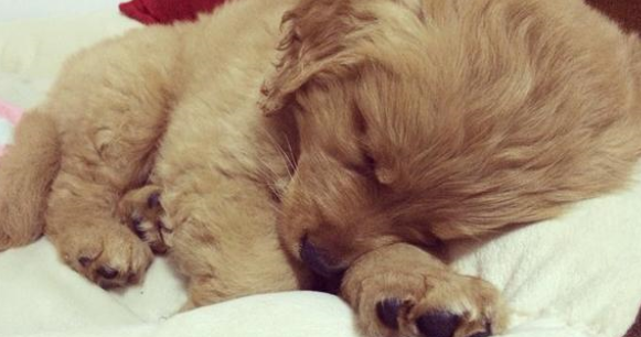 小狗感冒吃什么药？狗狗感冒时的症状是什么？