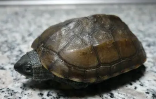 中华龟是深水龟吗，不懂的小伙伴看过来吧