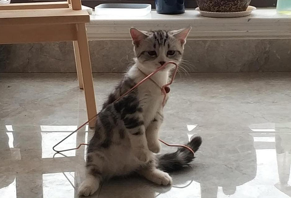 曼基康为什么有长腿猫？原因很简单