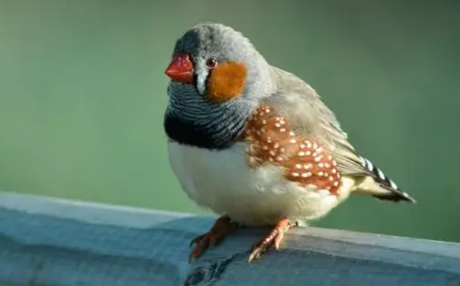 斑胸草雀好不好养?养的来了解下 斑胸草雀好不好养?养的来了解下