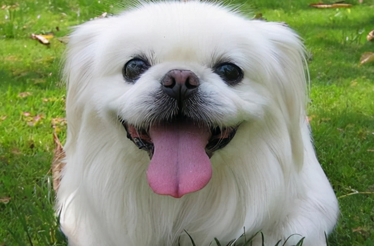 北京犬的常见疾病有哪些该如何防治? 北京犬的常见疾病有哪些该如何防治?