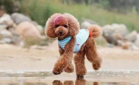 泰迪就不用带牵引绳?来看完下面5点 泰迪就不用带牵引绳?来看完下面5点