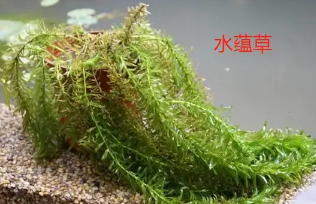 孔雀鱼缸里适合养什么水草？来这里看看