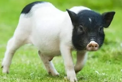 巴马香猪可以长多大？想养的看过来
