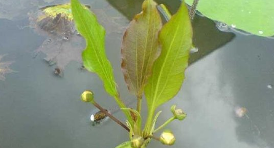 常见水草种类及图片