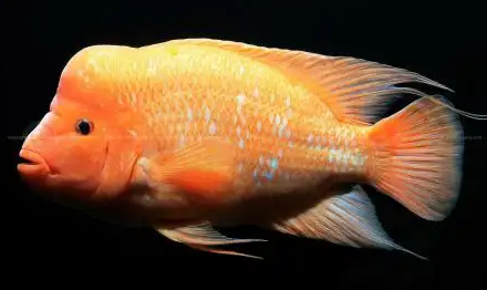 饲养火鹤鱼的水温多少合适?我来告诉你答案! 饲养火鹤鱼的水温多少合适?我来告诉你答案!