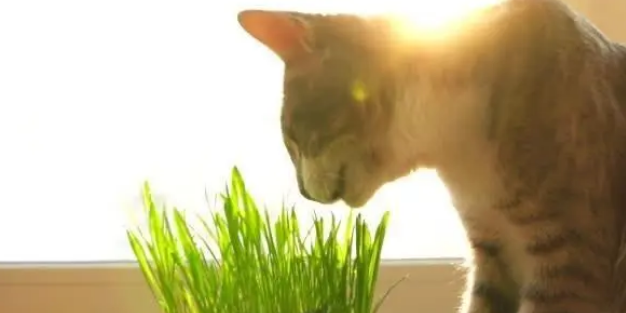 猫草对猫有很多好处，你也需要考虑给你家猫咪准备一些