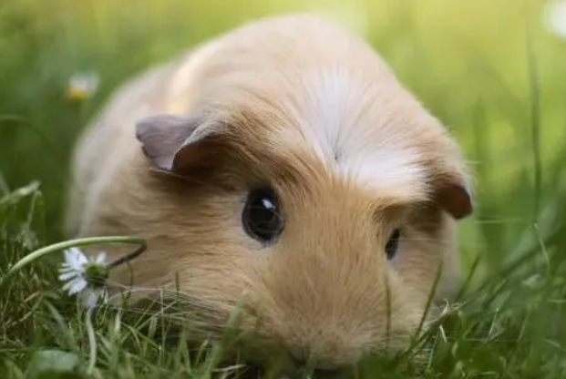 豚鼠装死症状表现，来了解下吧