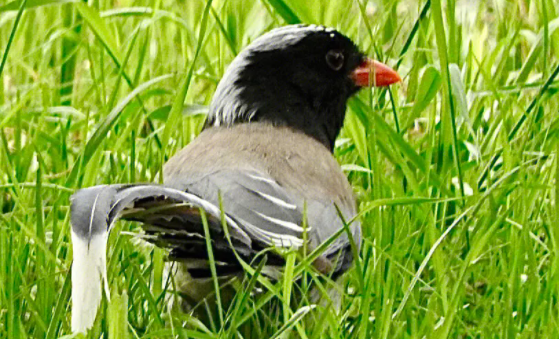 怎么给红嘴蓝鹊开食?都吃些什么好? 怎么给红嘴蓝鹊开食?都吃些什么好?