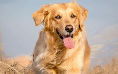 金毛和拉布拉多的区别有哪些？让我们一起来看看吧！