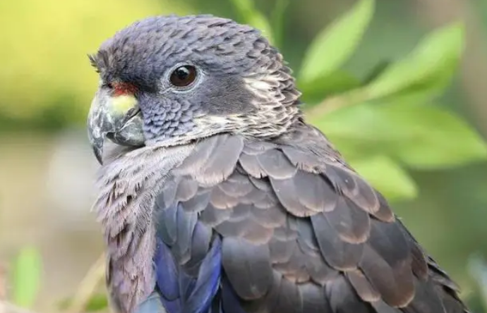 暗色鹦鹉多少钱？想养的人看过来