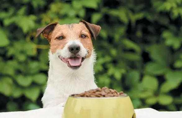 蛋白质越多，狗粮品质就越好？了解一下吧