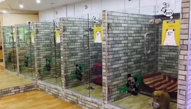 小长假选择寄养宠物的要注意以下细节