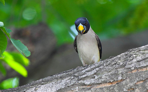 不了解黑尾蜡嘴雀繁殖时间？这里可以了解~