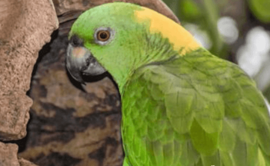 黄颈亚马逊鹦鹉的喂养小妙招,赶紧收藏一下吧! 黄颈亚马逊鹦鹉的喂养小妙招,赶紧收藏一下吧!