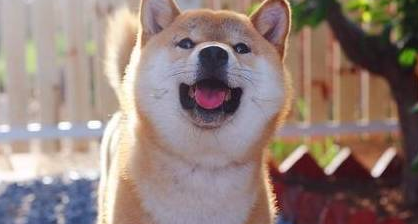 狗狗得了水脑症怎么办?如何解决? 狗狗得了水脑症怎么办?如何解决?