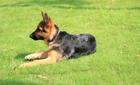 养狗知识：幼犬需要吃钙片吗？必不可少的钙质补充方法