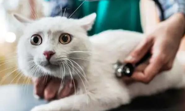 猫咪绝育前需要做什么准备？这几点一定要注意！