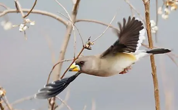 蜡嘴雀的价格多少？蜡嘴雀的外观特征奉上