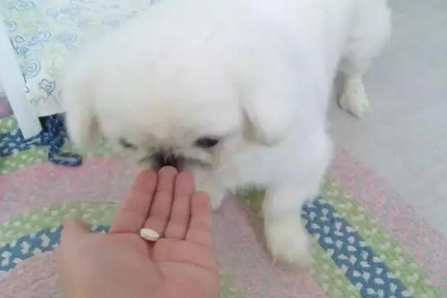 爱犬驱虫后出现不良反应,主人应注意三要点 爱犬驱虫后出现不良反应,主人应注意三要点