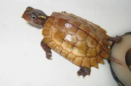 一文告诉你，枫叶龟怎么养才好