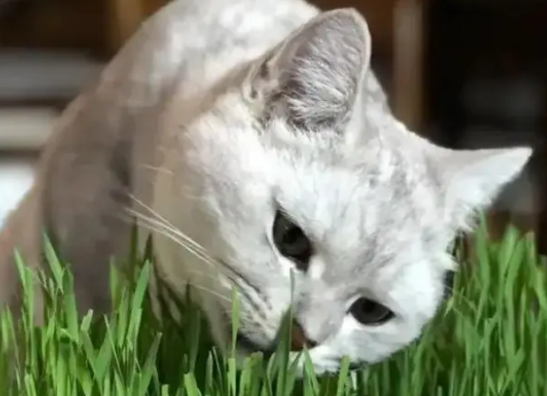 猫草的作用与功效？猫草的优点