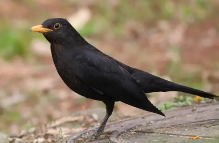 乌鸫冬天叫吗？快来看看吧~