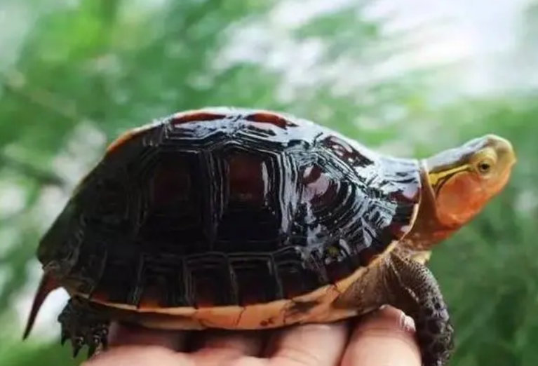 三线闭壳龟是保护动物吗？我来告诉你！