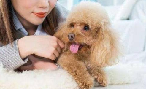 狗狗反群痛苦怎么办？这篇文章给你答案