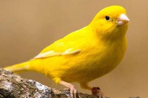 黄玉鸟用什么笼子？看看你买对了吗