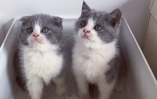 英短认主吗？方法很简单，掌握这些技巧就可以～