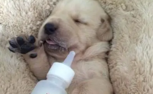 狗狗喝羊奶的4大好处，你都知道吗？