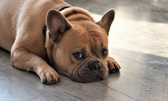 狗狗呕吐打哆嗦怎么回事？也许是生病了