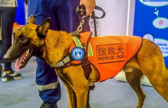 搜救犬养成狗狗是如何训练的2021四川成都派摩带来最新宠物科普