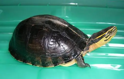 今日科普：安布闭壳龟咬人吗？