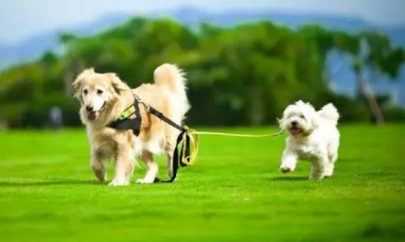 狗狗长期喝羊奶粉会有副作用吗？