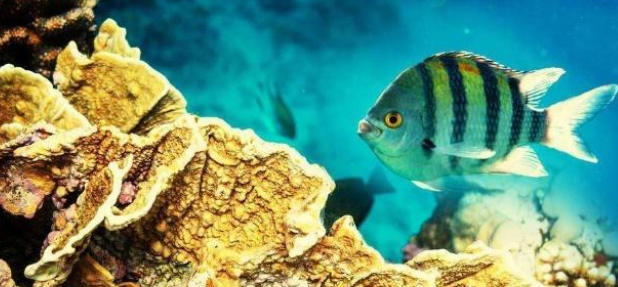 鱼缸水质怎么调节？做好这些事情，你的鱼缸水质一定不赖！