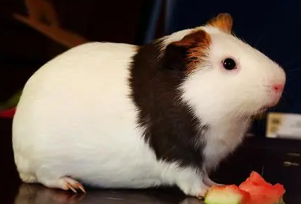 荷兰猪为什么24小时都在吃？来了解一下吧