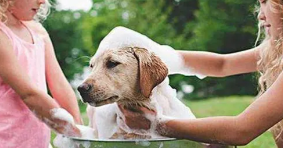 宠物狗沐浴露怎么选择？能用人的吗？